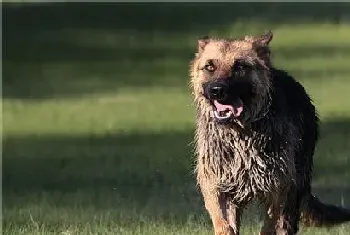 德国牧羊犬喂养的几个要领(幼犬不宜喂牛奶)