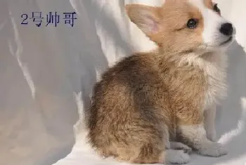 柯基犬眼角红有泪痕该怎么办呢(柯基犬)