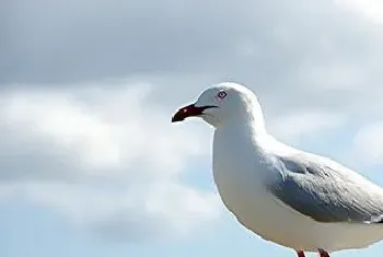 鸽瘟怎么办?靠免疫使机体来防止鸽瘟