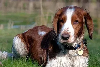 威尔斯激飞猎犬的寿命(大约在12年左右)