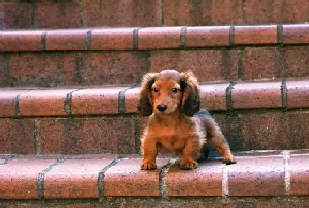 怎样才能与腊肠幼犬建立感情(腊肠犬)