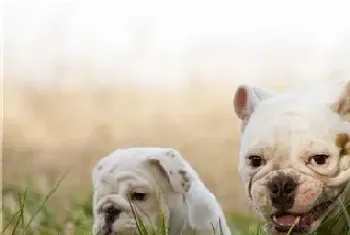 英国斗牛犬能看家吗(是一位优秀的看守犬)