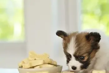 幼犬狗粮怎么泡(要把握好水温水量及时间)