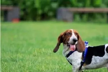 巴吉度犬价格(中低高端价格不同)