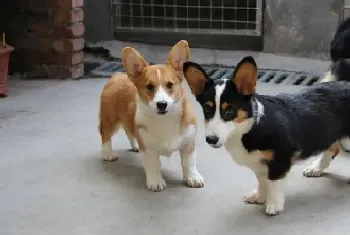 柯基犬患上肠炎晚期后应怎么治疗(柯基犬)