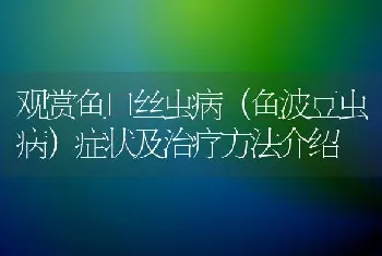 观赏鱼口丝虫病(鱼波豆虫病)症状及治疗方法介绍