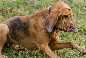 寻血猎犬最喜欢的食物(寻血猎犬喜欢的七种食物)