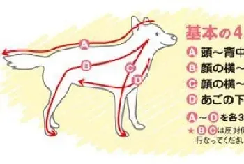 学会这四个步骤,帮藏獒按摩轻松搞定(藏獒)