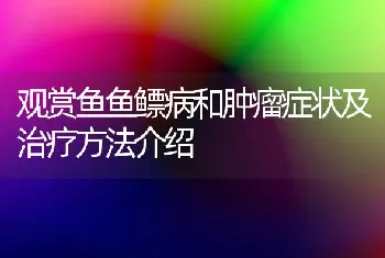 观赏鱼鱼鳔病和肿瘤症状及治疗方法介绍