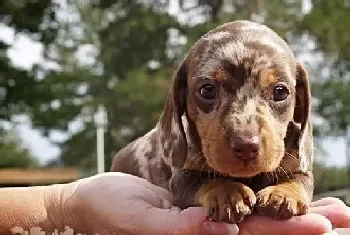 饲养腊肠犬需要注意的事项有哪些(腊肠犬)