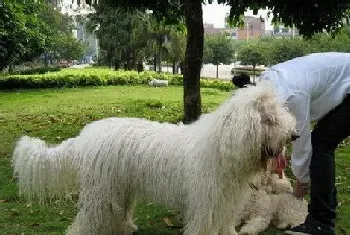 哪里能买到可蒙犬(可蒙犬可在网上购买)