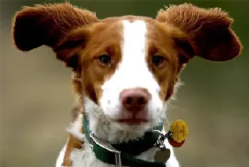 威尔士跳猎犬的养护常识(注意清洁眼屎)