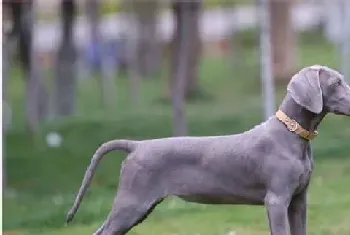 德国魏玛犬吃什么(四种不能缺少的食物)