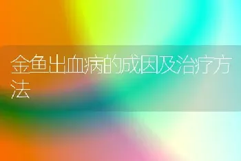 金鱼出血病的成因及治疗方法