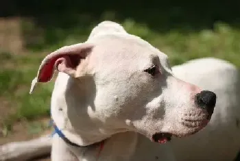 三个月的杜高犬除了狗粮还能吃些什么(杜高犬)