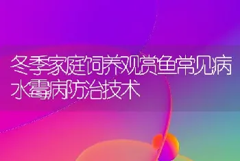 冬季家庭饲养观赏鱼常见病水霉病防治技术