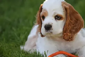 如何好生照顾可卡犬平时的生活(可卡犬)