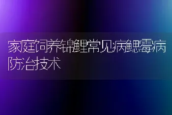 家庭饲养锦鲤常见病鳃霉病防治技术