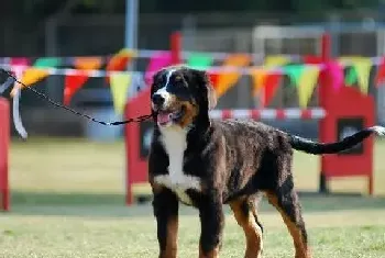 环境卫生对伯恩山犬有哪些重要影响(伯恩山犬)