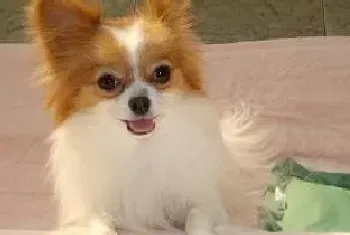 蝴蝶犬得了细小就要面临死亡吗(蝴蝶犬)