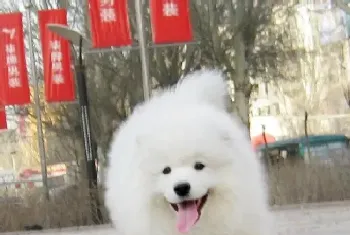 老龄的银狐犬为什么总涨肚(银狐犬)