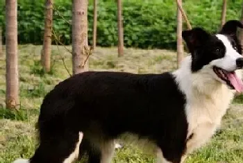 边牧犬能长多大?世界上最聪明的犬种