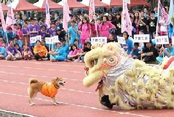 校犬误校庆入舞狮表演 一场即兴表演逗笑同学们(宠物狗故事)