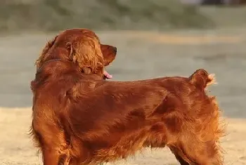 田野猎犬的寿命(一般在10-12年左右)