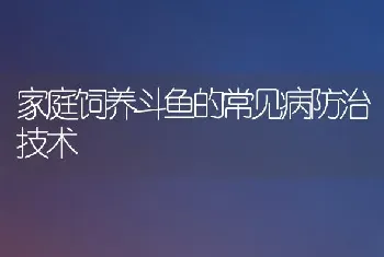 家庭饲养斗鱼的常见病防治技术