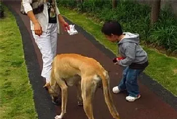 灵缇幼犬吃什么(根据不同生长时期来选择食物)