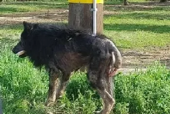 加州路边有只怪物？原来是一只受伤的德国狼犬