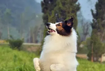 苏格兰牧羊犬不吃饭是怎么回事呢(苏格兰牧羊犬)