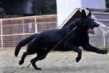 比利时牧羊犬有点咳嗽,带痰没事吧(比利时牧羊犬)