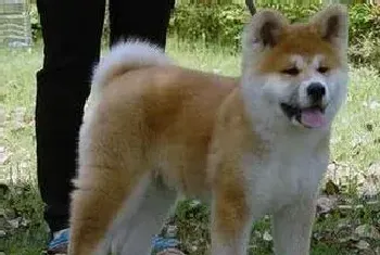 秋田犬吃狗粮过于偏瘦怎么办(秋田犬)