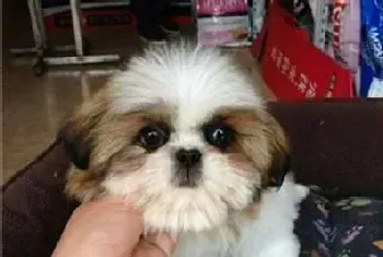 西施犬最近不吃不喝,口吐蛔虫如何是好(西施犬)