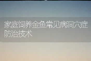 家庭饲养金鱼常见病洞穴症防治技术