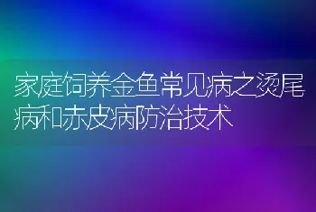 家庭饲养金鱼常见病之烫尾病和赤皮病防治技术