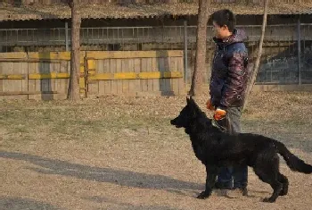 比利时牧羊犬开始拉稀,求专家指点(比利时牧羊犬)