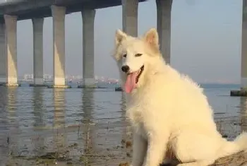 狗不吃饭怎么办(若24小时不进食需引起重视)