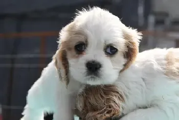 自行给可卡犬剪指甲的时候 有什么需要注意的(可卡犬)