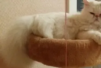 猫得了狂犬病的症状(猫患病后多为狂暴型)