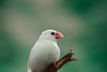 饲养白文鸟的器具有什么要求