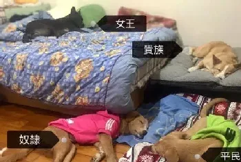 清楚明了的家中地位 平民和奴隶寻找翻身的机会(宠物狗故事)