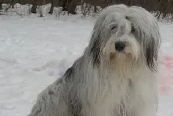 古代长须牧羊犬的养护常识(注意毛发梳理)