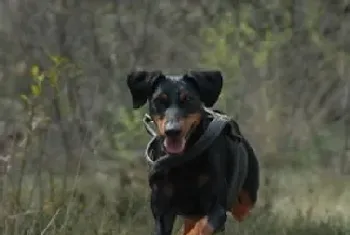 德国宾莎犬的日常护理(注意耳道清洁)