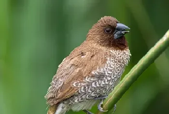 斑文鸟怎么养(可以成群饲养)