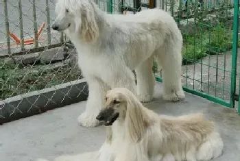 阿富汗猎犬这两天不吃东西还拉稀怎么办(阿富汗猎犬)