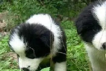 边境牧羊犬的成长为何离不开补钙(边境牧羊犬)