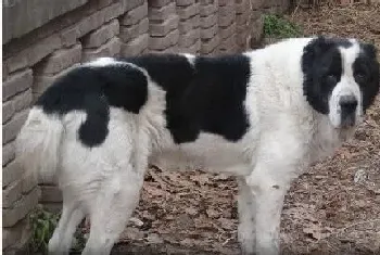 中亚牧羊犬过敏掉毛,原来是饲料惹的祸(中亚牧羊犬)