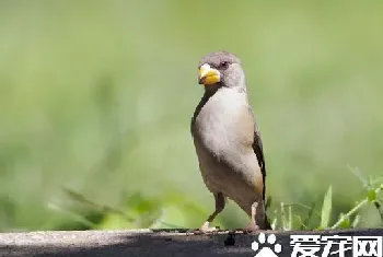 怎样养蜡嘴雀(蜡嘴雀主食以谷类为主)